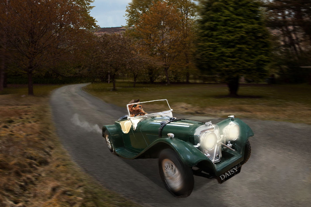 animal composites with dog driving